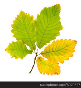 Autumn oak leaf isolated on white background