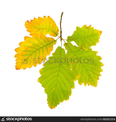 Autumn oak leaf isolated on white background