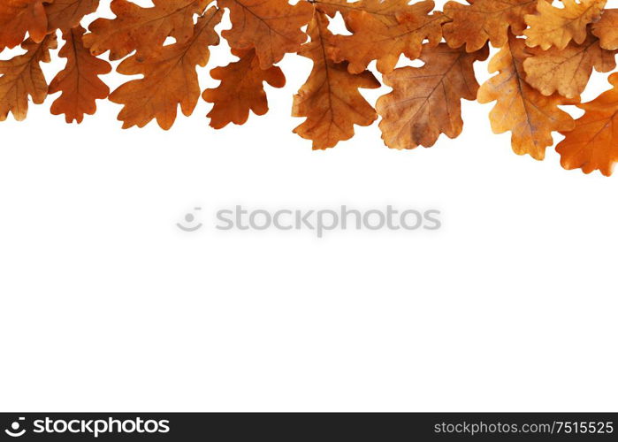 Autumn oak leaves border frame isolated on white background. Autumn oak leaves isolated on white