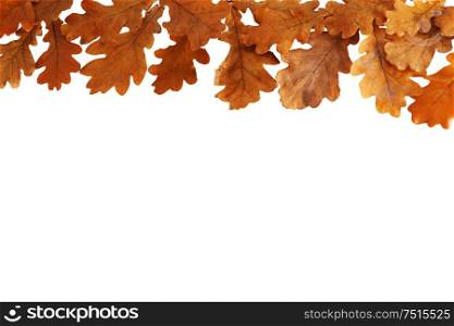 Autumn oak leaves border frame isolated on white background. Autumn oak leaves isolated on white