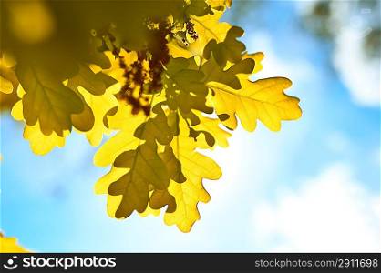 Autumn oak leaves in sunlight