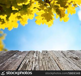 Autumn oak leaves in sunlight