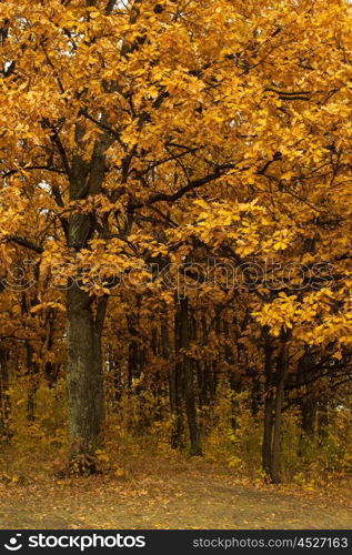 autumn oak-tree leaves. autumn oak tree leaves background