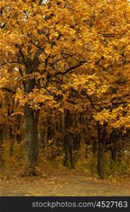 autumn oak-tree leaves. autumn oak tree leaves background