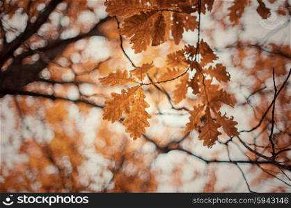 autumn oak tree leaves background. autumn oak-tree leaves