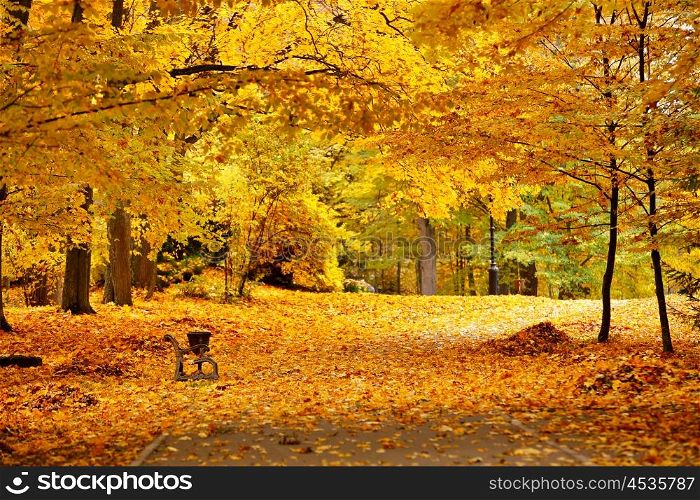 Autumn October colorful park. Foliage trees alley in park