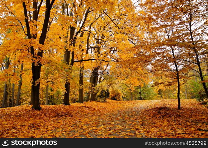 Autumn October colorful park. Foliage trees alley in park