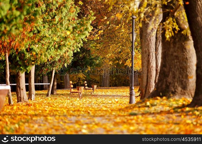 Autumn October colorful park. Foliage trees alley in park