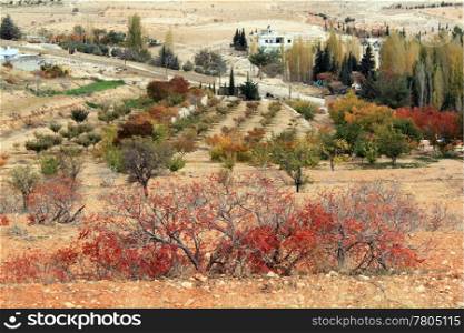 Autumn on the vineyard near Maalula in Syria
