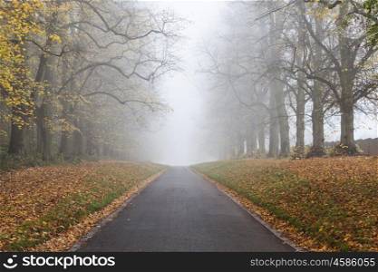 Autumn or Fall tree lined empty road leading into mist or fog