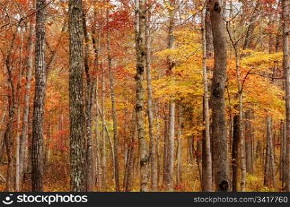 autumn or fall trees in the forest