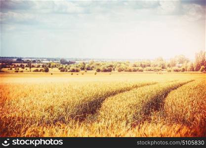 Autumn or Late summer country landscape with agriculture farm field and Traces of agricultural machinery. Ripe Cereal field with Beautiful sky background