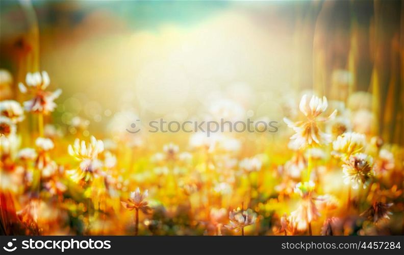 Autumn or summer blurred nature background , banner for website, toned