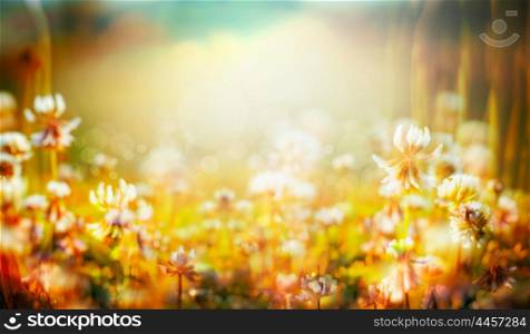 Autumn or summer blurred nature background , banner for website, toned