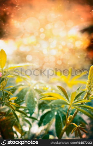 autumn or summer blurred nature background with sunlight, bokeh and water drops