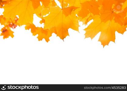 Autumn orange maple leaves isolated on white background