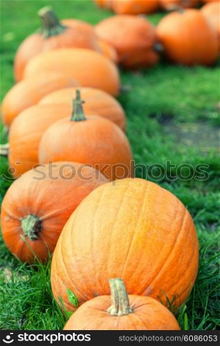 autumn orange pumpkins in a row