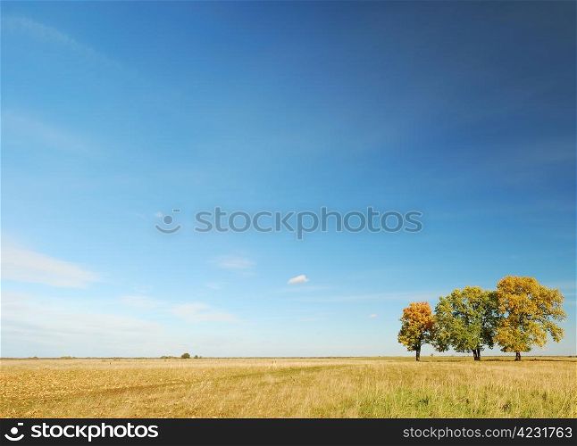 Autumn panorama with oaks. Autumn panorama