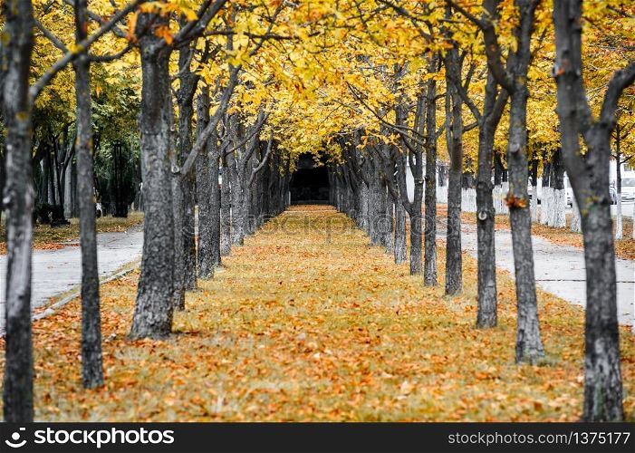 Autumn park alley with yellow leaves on trees. Autumn park alley