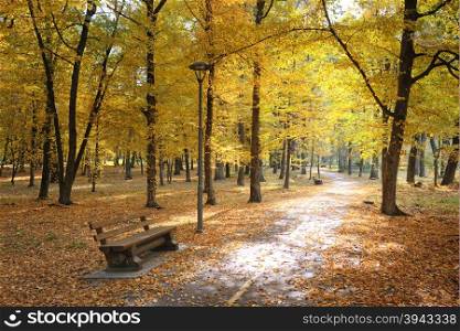 Autumn park and fallen leaves illuminated sun