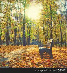 Autumn park - Bench and yellow maple trees. Autumn landscape