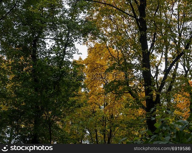 Autumn Park. Crowns of autumn trees