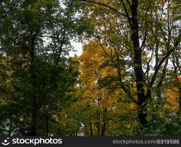 Autumn Park. Crowns of autumn trees