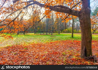 Autumn park forest and autumn tree with autumn leaves