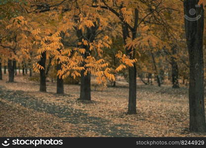 Autumn park in cloudy weather, yellow leaves on the trees