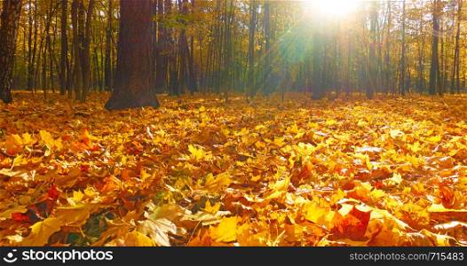 Autumn park - Maple trees and yellow fallen leaves. Autumn landscape