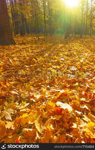 Autumn park - Maple trees and yellow fallen leaves. Autumn landscape, space for text