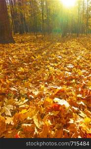 Autumn park - Maple trees and yellow fallen leaves. Autumn landscape, space for text