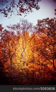 Autumn park or forest with beautiful foliage, fall outdoor nature background