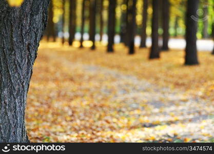 autumn park orange leaf around