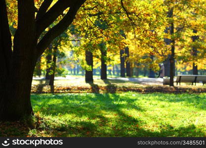 autumn park orange leaf around