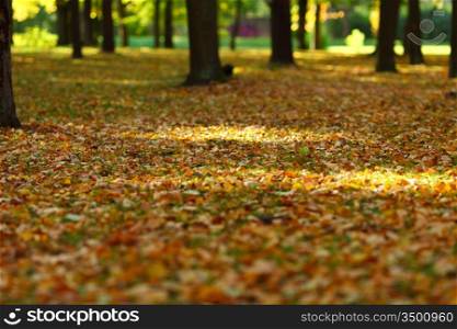 autumn park orange leaf around