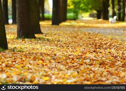 autumn park orange leaf around