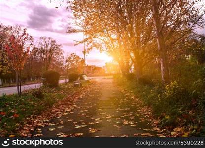 Autumn park&rsquo;s path in evening glow aftter rain