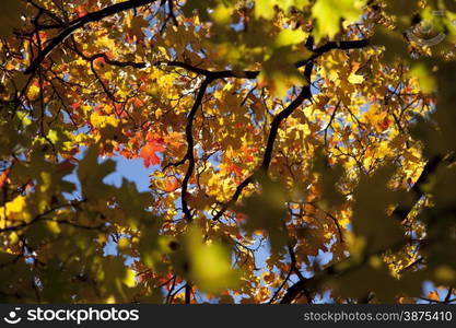 Autumn park trees with yellow leaves in the wood