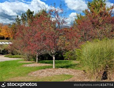 autumn park with colorful trees against a cloudy sky
