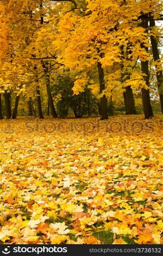 autumn park with maple trees