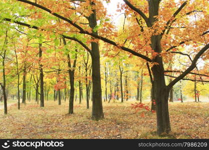 autumn park with oaks and maples in yellow trees. Autumn park with beautiful oaks and maples in yellow trees