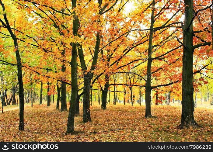 autumn park with oaks and maples in yellow trees. Autumn park with beautiful oaks and maples in yellow trees