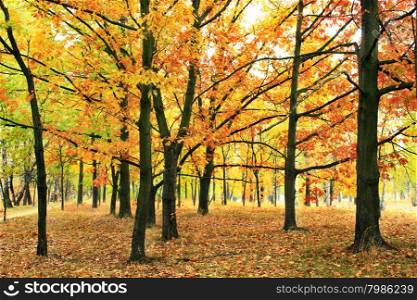 autumn park with oaks and maples in yellow trees. Autumn park with beautiful oaks and maples in yellow trees