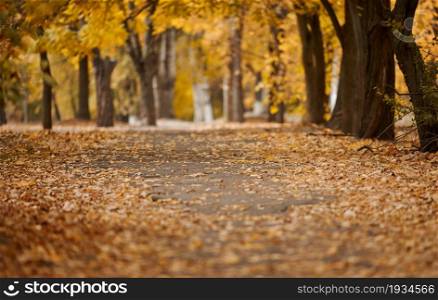 autumn park with trees and bushes, yellow leaves on the ground. The path leads into the distance, selective focus