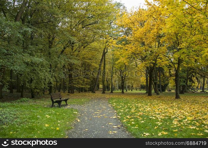 autumn park with trees and leaves photo. Beautiful picture, background, wallpaper