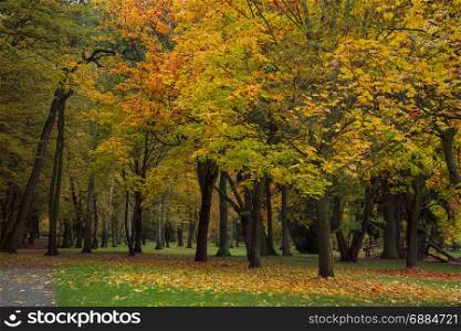autumn park with trees and leaves photo. Beautiful picture, background, wallpaper