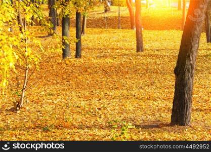 Autumn park with trees and orange fallen leaves