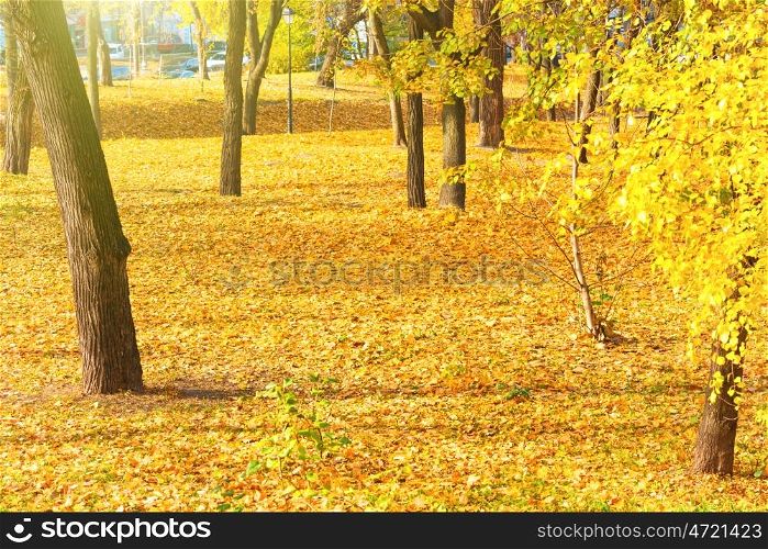 Autumn park with trees and orange fallen leaves