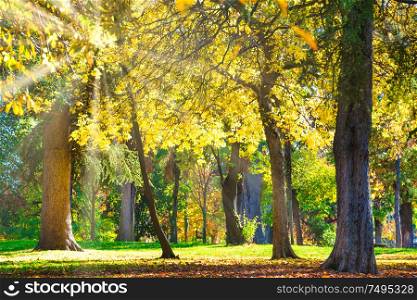 Autumn park with yellow chestnut trees and fall leaves at bright sunny day